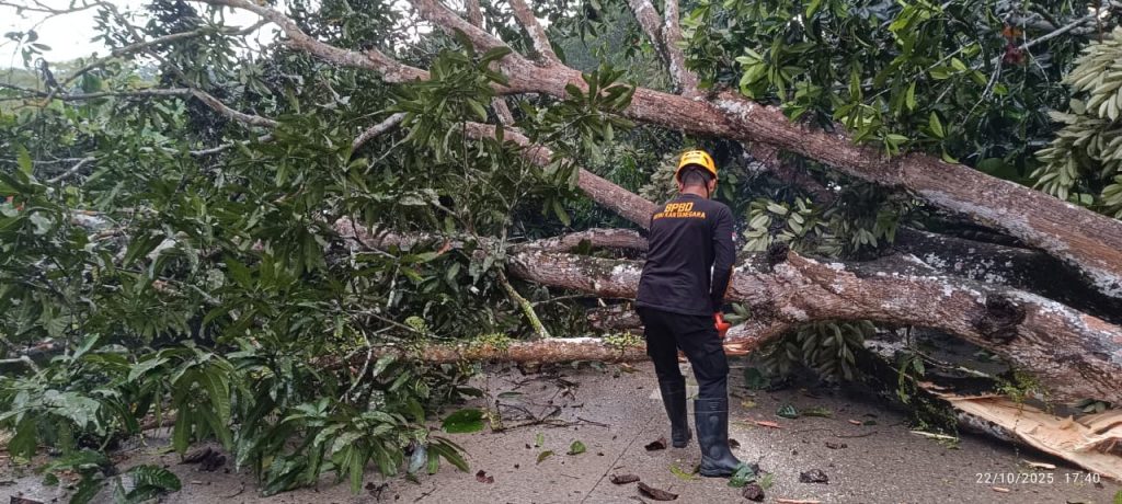 Petugas BPBD Kukar mengevakuasi pohon tumbang di jalur dua Tenggarong setelah hujan deras disertai angin kencang, Rabu (22/10/2025).