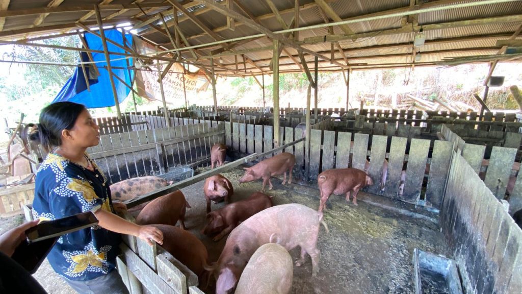 Peternak babi di Kelurahan Jahab, Kecamatan Tenggarong.