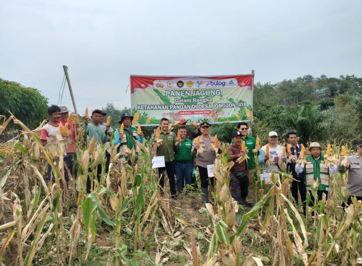 Polsek Loa Kulu panen jagung bersama masyarakat Desa Jonggon Jaya, mendukung Ketahanan Pangan Nasional Polri, Selasa (20/1/2026).