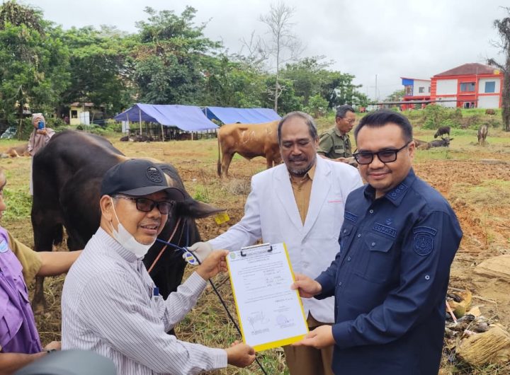Pemkab Kukar monitoring kesehatan hewan kurban jelang Iduladha di Tenggarong.