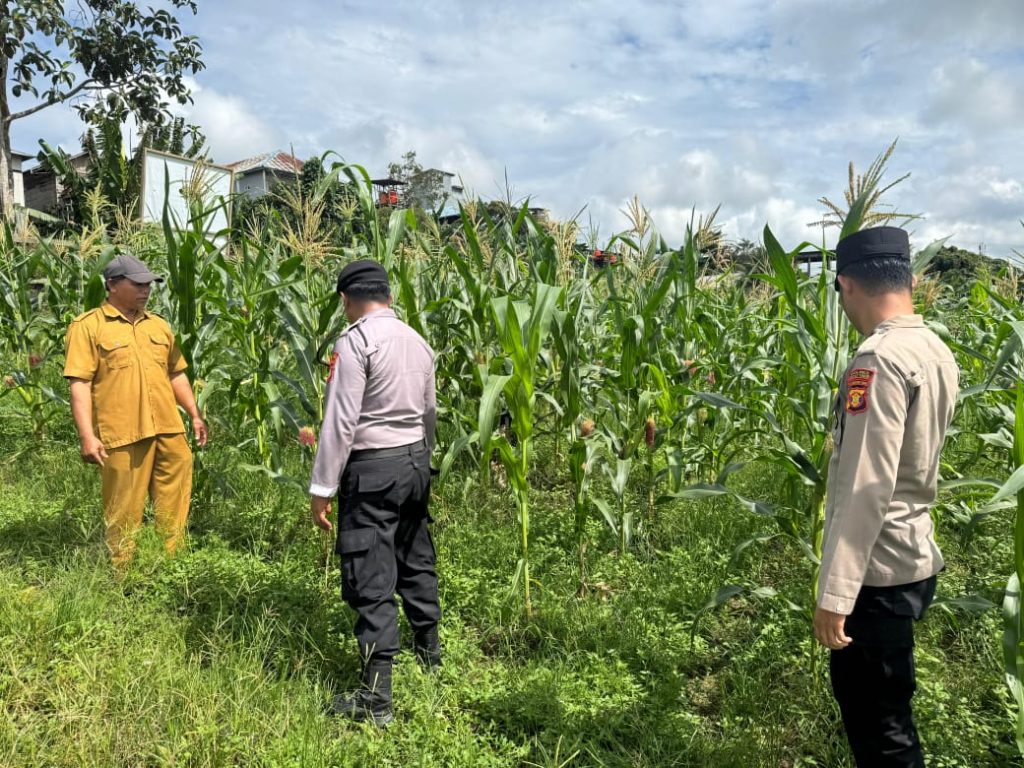 Personel Polsek Muara Wahau memantau pertumbuhan tanaman jagung warga di Desa Wahau Baru, Kutai Timur, Selasa (28/10/2025).