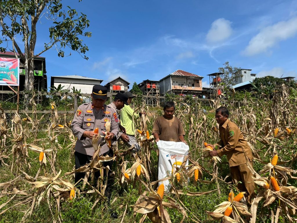 Proses kegiatan panen jagung hibrida di Desa Wahau Baru, Kecamatan Muara Wahau, Senin (29/12/2025).