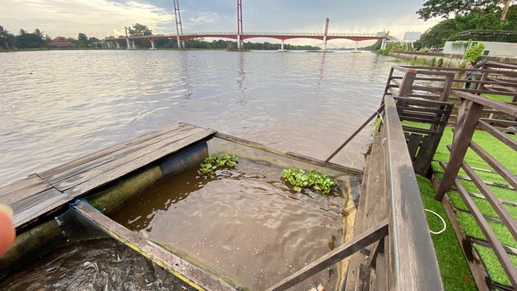 Fenomena air bangar di Sungai Mahakam.