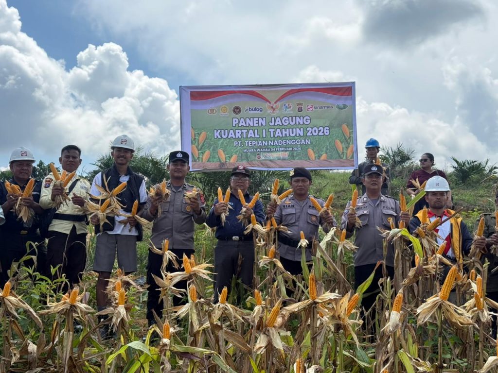 Polsek Muara Wahau bersama PT Tapian Nadenggan (Sinarmas Group) dan masyarakat melaksanakan panen raya jagung di Desa Jak Luay, Rabu (04/02/2026).