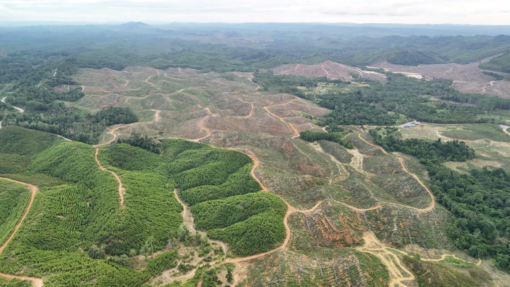 Kondisi kawasan hutan tanaman industri (HTI) PT Itci Hutani Manunggal (IHM) di Gunung Angin, Kutai Kartanegara, yang tampak gundul pasca aktivitas penebangan.