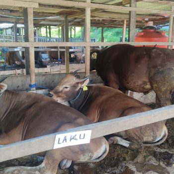 Sapi kurban yang telah laku terjual di lapak pedagang Tenggarong menjelang Hari Raya Iduladha 1447 Hijriah.