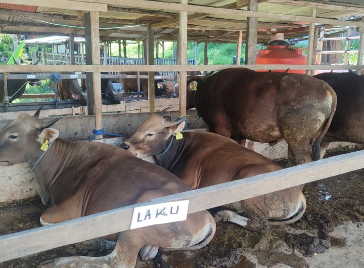 Sapi kurban yang telah laku terjual di lapak pedagang Tenggarong menjelang Hari Raya Iduladha 1447 Hijriah.