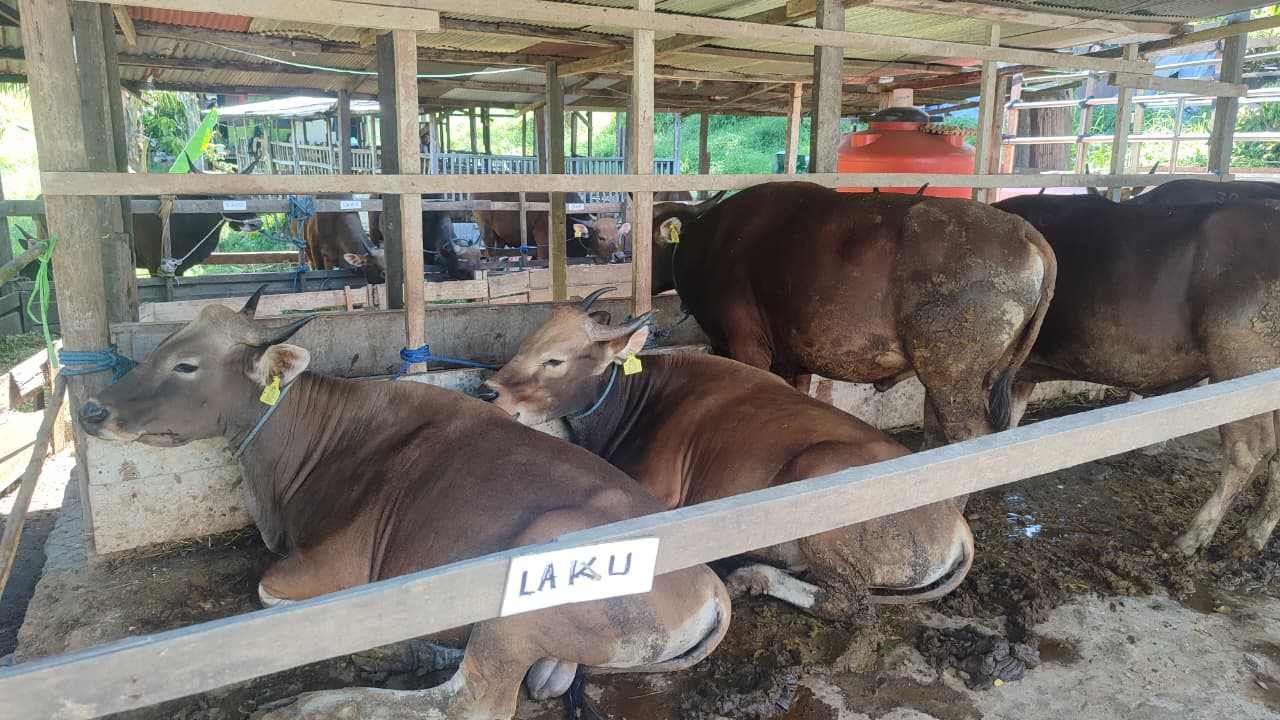 Sapi kurban yang telah laku terjual di lapak pedagang Tenggarong menjelang Hari Raya Iduladha 1447 Hijriah.
