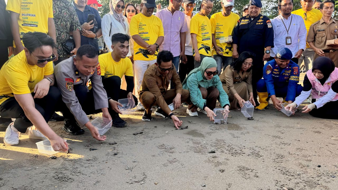 Pelepasan tukik penyu lekang.