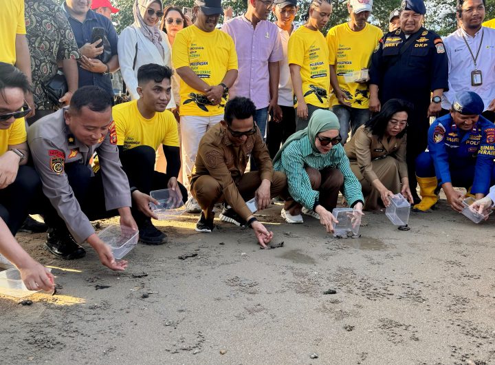 Pelepasan tukik penyu lekang.